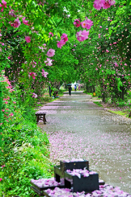 杏花微雨满庭春！全国春雨观赏地图 你想去哪儿邂逅一场春雨？
