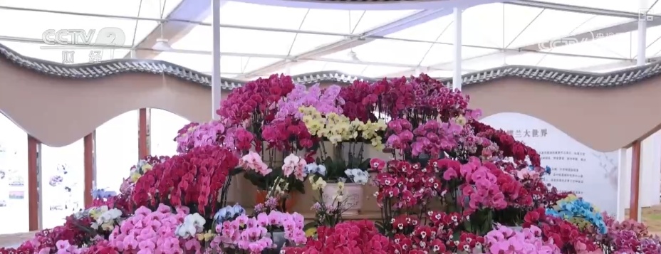 延长花期、定时开花 “鲜花经济”向“智”追“新”满是科技范儿 延长花期、定时开花 “鲜花经济”向“智”追“新”满是科技范儿