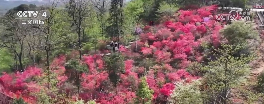 消费旺、出游火,新热点频出!清明假日春游经济有“颜值”有“产值” 消费旺、出游火,新热点频出!清明假日春游经济有“颜值”有“产值”