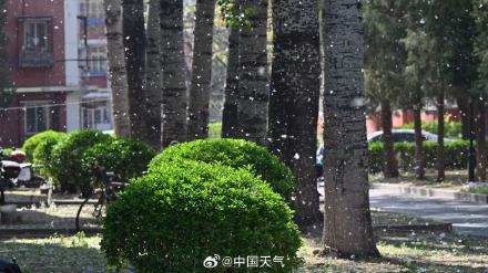 飞絮预警!北京杨柳絮飘飞似四月飞雪 飞絮预警!北京杨柳絮飘飞似四月飞雪