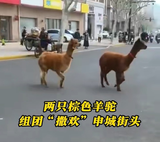 上海市中心突现出逃羊驼,30多人联合追捕 上海市中心突现出逃羊驼,30多人联合追捕