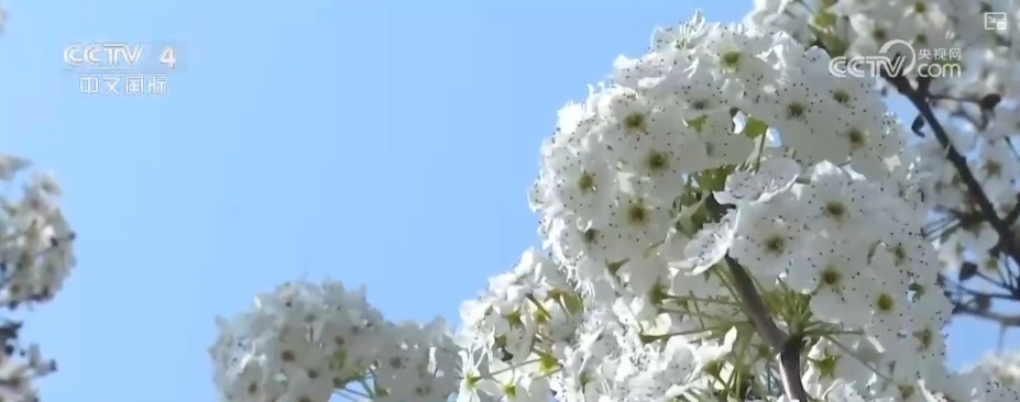 消费旺、出游火,新热点频出!清明假日春游经济有“颜值”有“产值” 消费旺、出游火,新热点频出!清明假日春游经济有“颜值”有“产值”