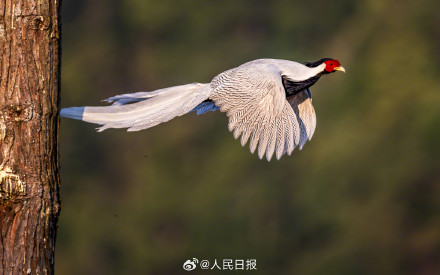 愿见者好运！白鹇晨光中起舞仙气十足