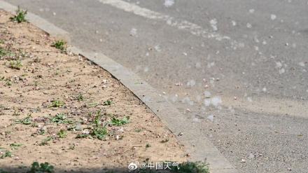 飞絮预警!北京杨柳絮飘飞似四月飞雪 飞絮预警!北京杨柳絮飘飞似四月飞雪