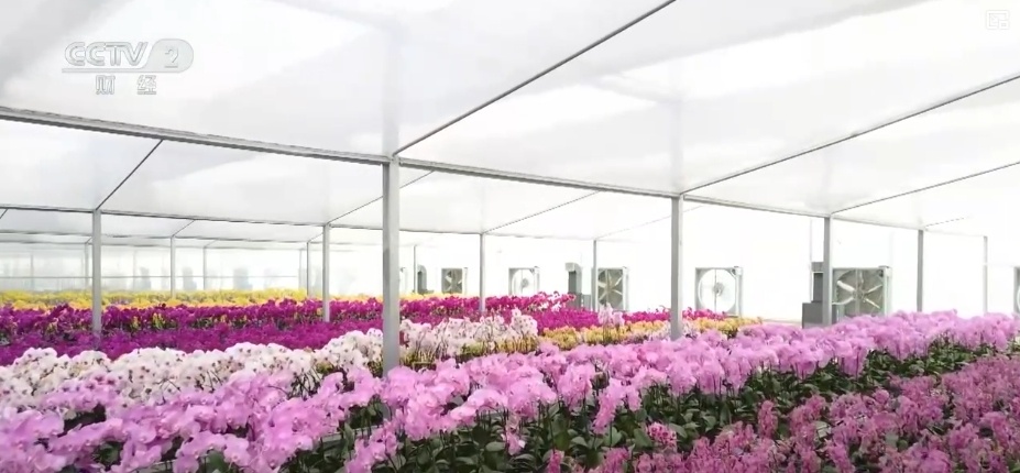 延长花期、定时开花 “鲜花经济”向“智”追“新”满是科技范儿 延长花期、定时开花 “鲜花经济”向“智”追“新”满是科技范儿