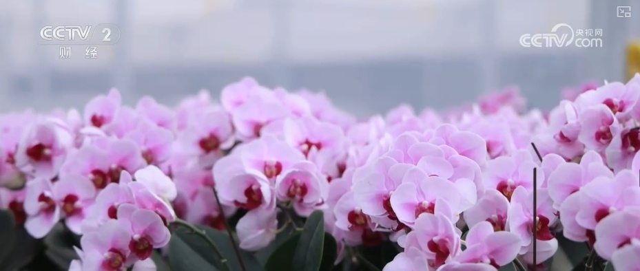 延长花期、定时开花 “鲜花经济”向“智”追“新”满是科技范儿 延长花期、定时开花 “鲜花经济”向“智”追“新”满是科技范儿