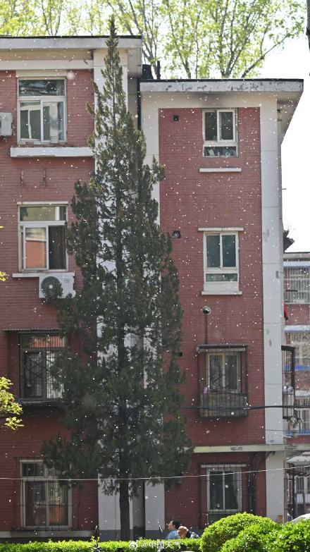 飞絮预警!北京杨柳絮飘飞似四月飞雪 飞絮预警!北京杨柳絮飘飞似四月飞雪