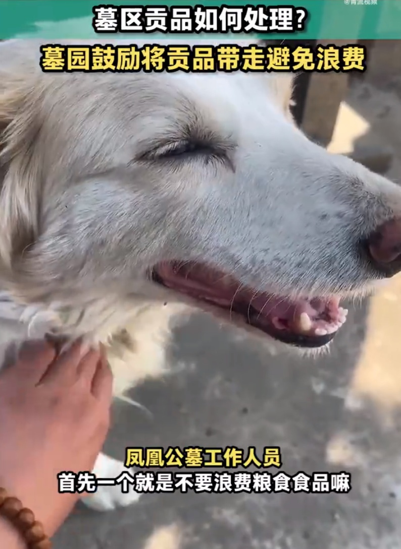 边牧偷吃贡品胖成百斤？墓园：它本来就很胖，已被禁足，鼓励群众将贡品带走