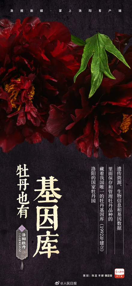 愿刷到的你吉祥如意!被洛阳牡丹9张色卡硬控了 愿刷到的你吉祥如意!被洛阳牡丹9张色卡硬控了