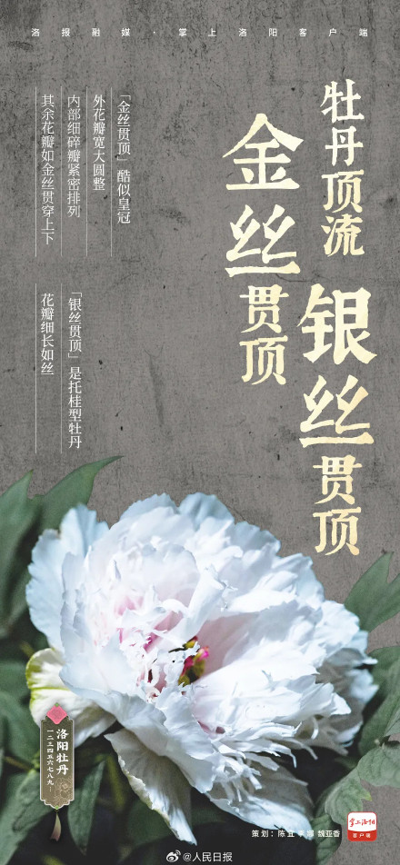 愿刷到的你吉祥如意!被洛阳牡丹9张色卡硬控了 愿刷到的你吉祥如意!被洛阳牡丹9张色卡硬控了