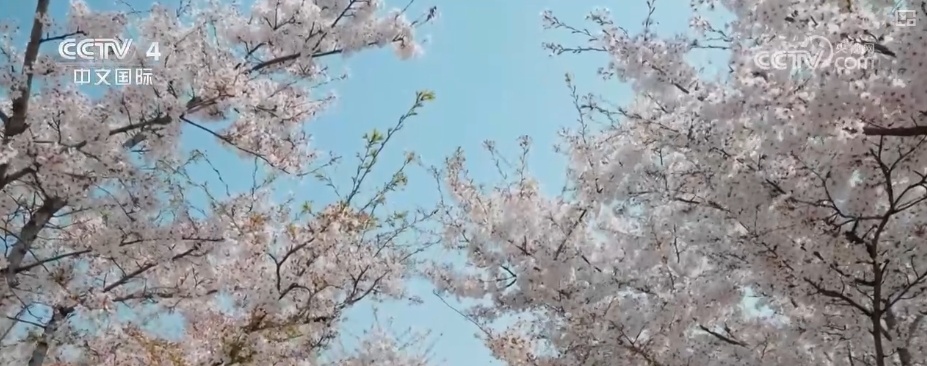 消费旺、出游火,新热点频出!清明假日春游经济有“颜值”有“产值” 消费旺、出游火,新热点频出!清明假日春游经济有“颜值”有“产值”