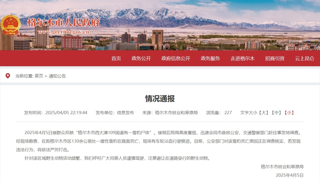 国道上发现雪豹尸体，现场血迹斑斑！官方最新通报→