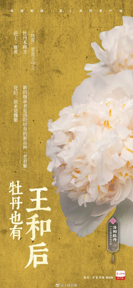 愿刷到的你吉祥如意!被洛阳牡丹9张色卡硬控了 愿刷到的你吉祥如意!被洛阳牡丹9张色卡硬控了