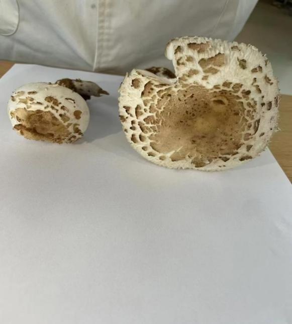 警惕舌尖上的诱惑,别做“菇”勇者! 警惕舌尖上的诱惑,别做“菇”勇者!