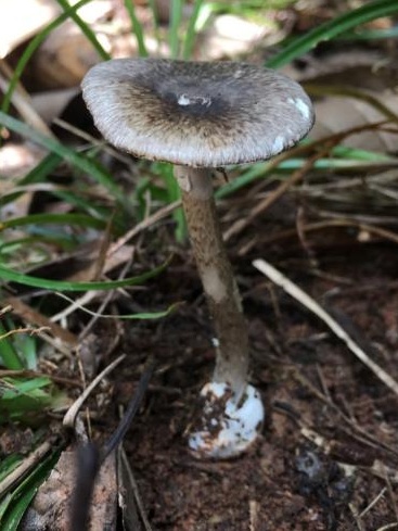 警惕舌尖上的诱惑,别做“菇”勇者! 警惕舌尖上的诱惑,别做“菇”勇者!