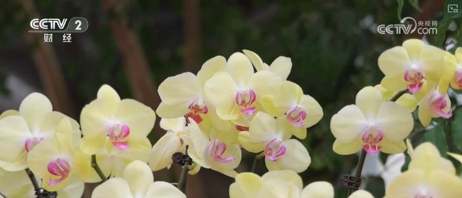 延长花期、定时开花 “鲜花经济”向“智”追“新”满是科技范儿 延长花期、定时开花 “鲜花经济”向“智”追“新”满是科技范儿