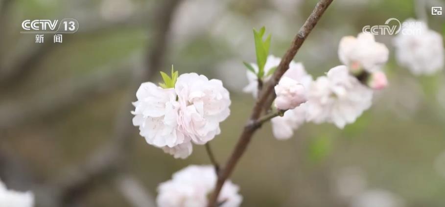 科技“赋能”鲜花产业 “赏研一体”促“鲜花经济”持续升温 科技“赋能”鲜花产业 “赏研一体”促“鲜花经济”持续升温