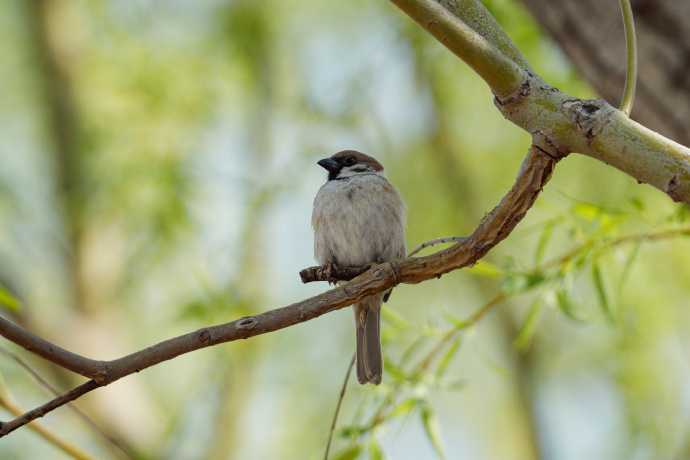 演员“打鸟”获官方认可 多地文旅喊话“‘打鸟’来我家!” 演员“打鸟”获官方认可 多地文旅喊话“‘打鸟’来我家!”