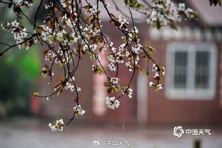 杏花微雨满庭春！全国春雨观赏地图 你想去哪儿邂逅一场春雨？