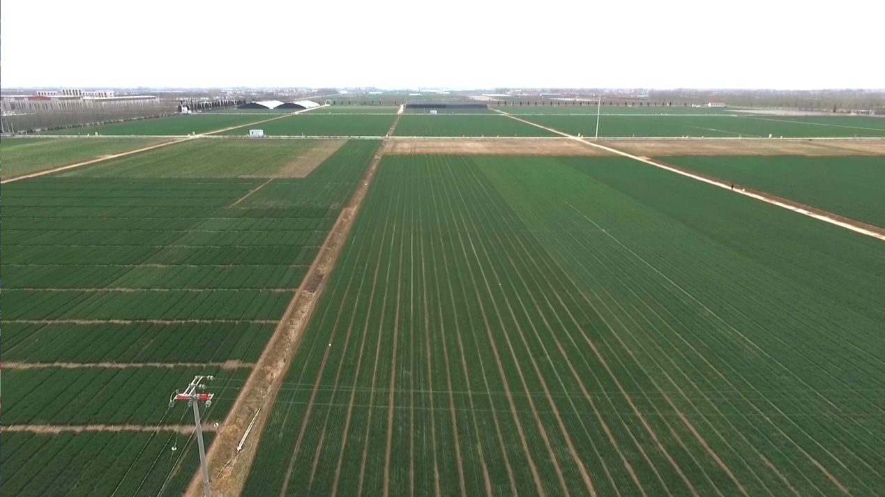 科技赋能春耕春管 山东6000多万亩小麦长势好 科技赋能春耕春管 山东6000多万亩小麦长势好