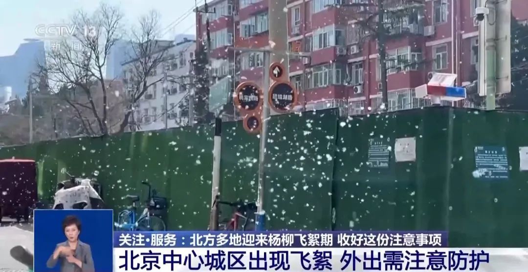 北方多地进入杨柳飞絮期，“过敏星人”请收好这份注意事项