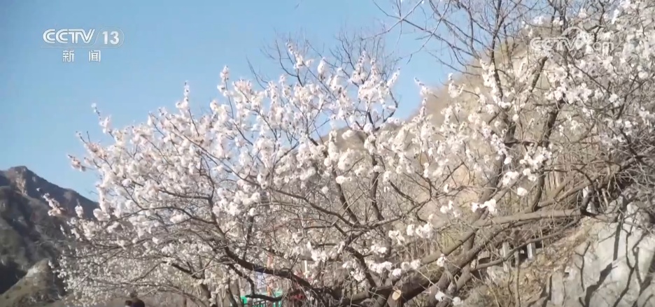 乘列车一路繁花 坐邮轮跨越山海 “花样”文旅点燃春日消费活力