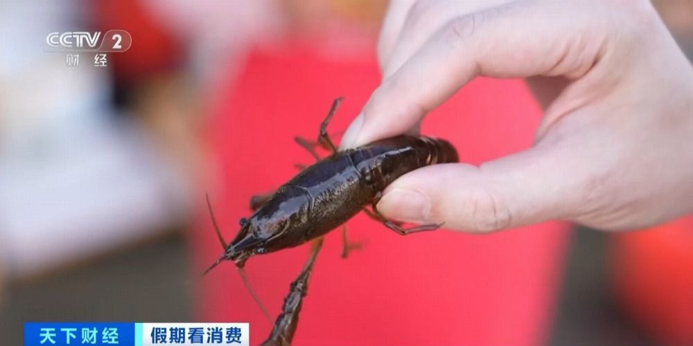 1斤20元!小龙虾即将大量上市,快来尝鲜 1斤20元!小龙虾即将大量上市,快来尝鲜