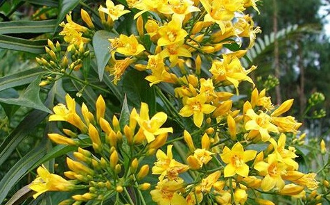 喝完“鸡汤”一家6口全中毒！这“野菜”别上餐桌