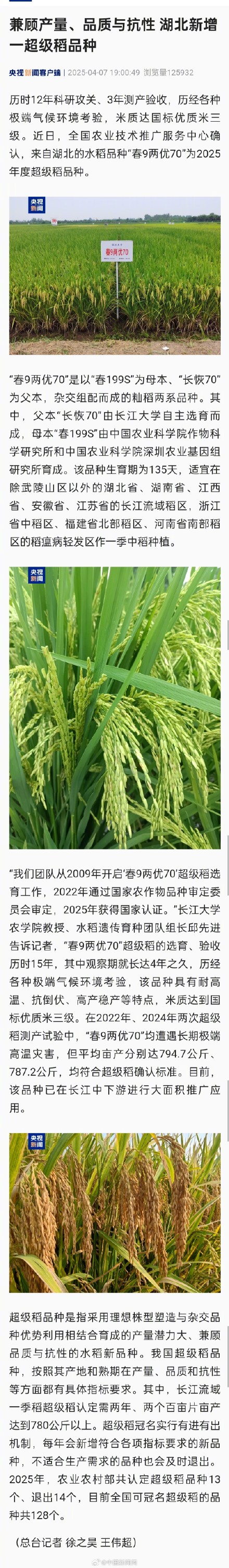 湖北新增一超级稻品种 湖北新增一超级稻品种