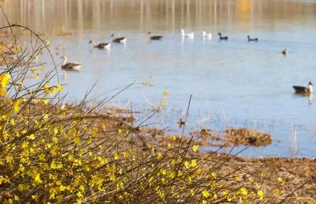 演员“打鸟”被点名！多地文旅喊话→