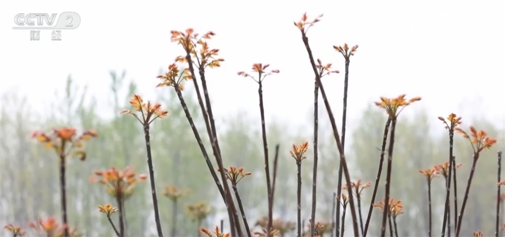 “春天的味道”唤醒味蕾带动消费 “舌尖经济”热度攀升释放新活力 “春天的味道”唤醒味蕾带动消费 “舌尖经济”热度攀升释放新活力