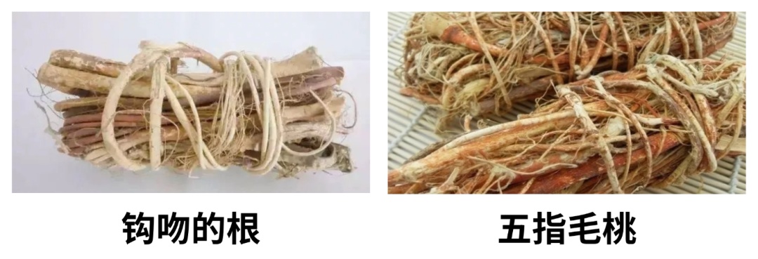 全株有毒!煲汤后放倒一家六口! 全株有毒!煲汤后放倒一家六口!