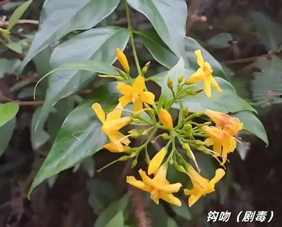 不要贸然采摘食用野菜！南昌疾控发布提醒