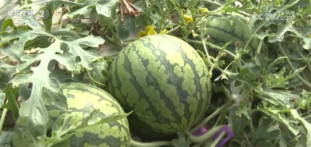 “春天的味道”唤醒味蕾带动消费 “舌尖经济”热度攀升释放新活力 “春天的味道”唤醒味蕾带动消费 “舌尖经济”热度攀升释放新活力