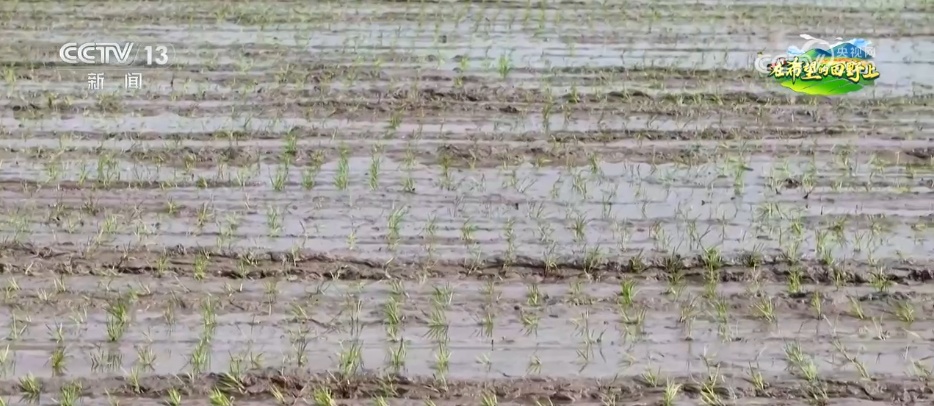 从“会种地”到“慧种地” 科技赋能农业生产“智慧升级”