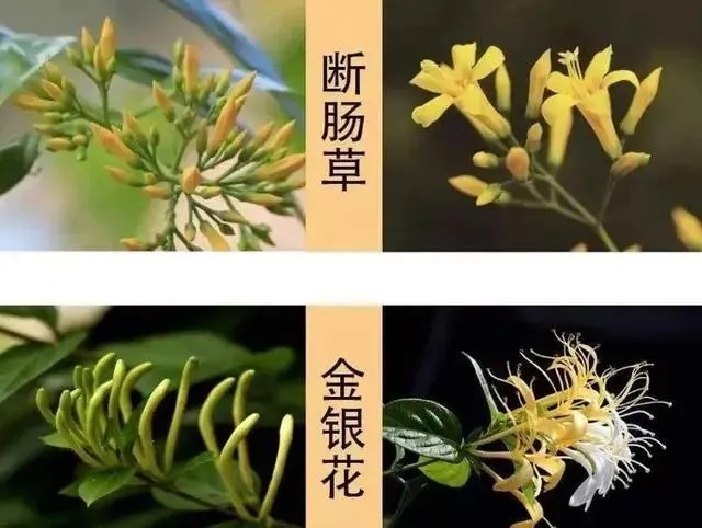 有剧毒！一家6口吃后全部中毒！踏青看到，千万别采