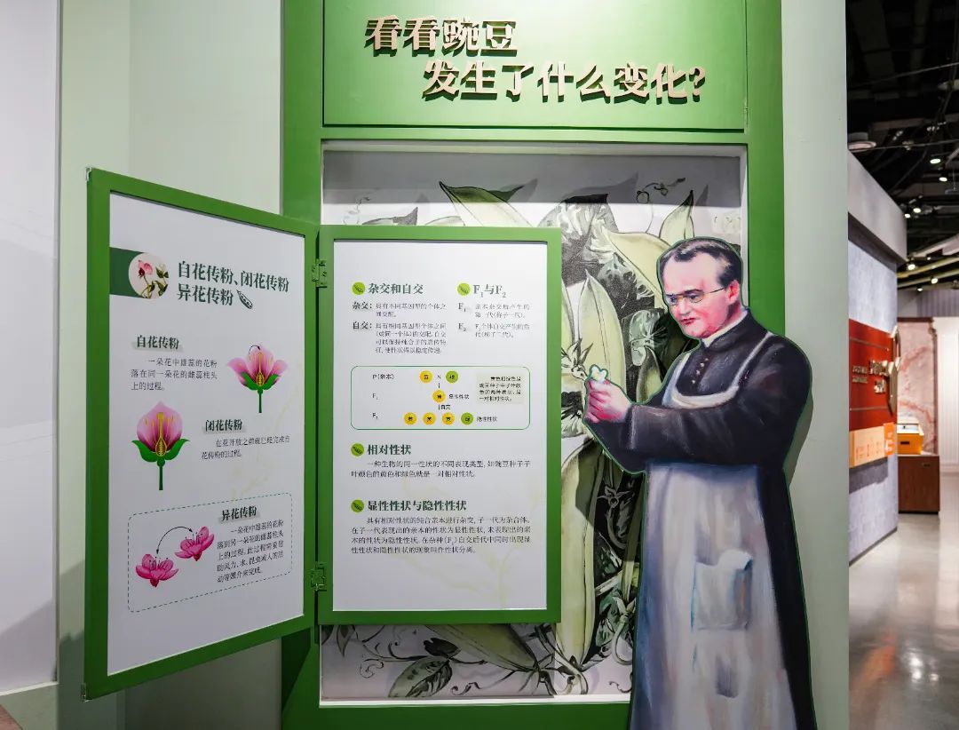 展项拾趣丨藏在豌豆里的“生命密码”，揭开遗传的神秘面纱