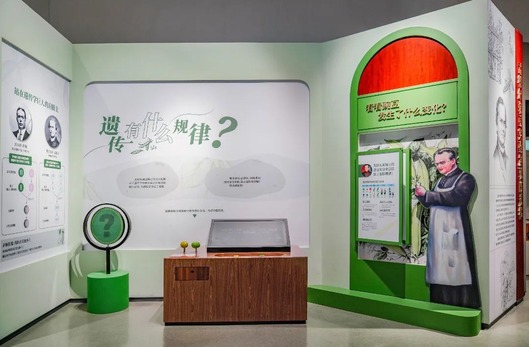 展项拾趣丨藏在豌豆里的“生命密码”，揭开遗传的神秘面纱