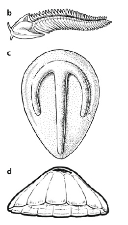 蝌学荐书丨1条时间轴、14个起源大事件,这本书带你揭开地球生命遥远的过去 蝌学荐书丨1条时间轴、14个起源大事件,这本书带你揭开地球生命遥远的过去