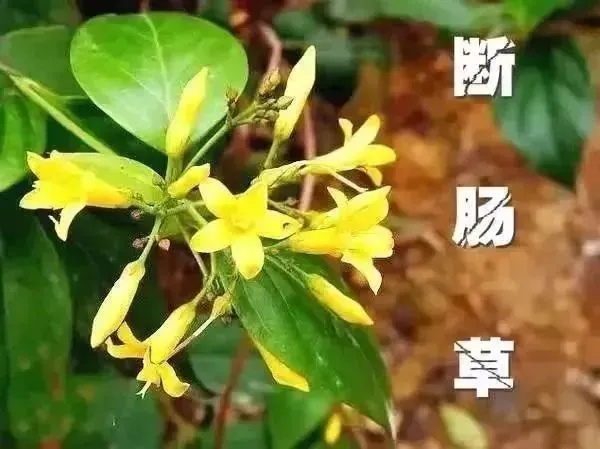 有剧毒！一家6口吃后全部中毒！踏青看到，千万别采