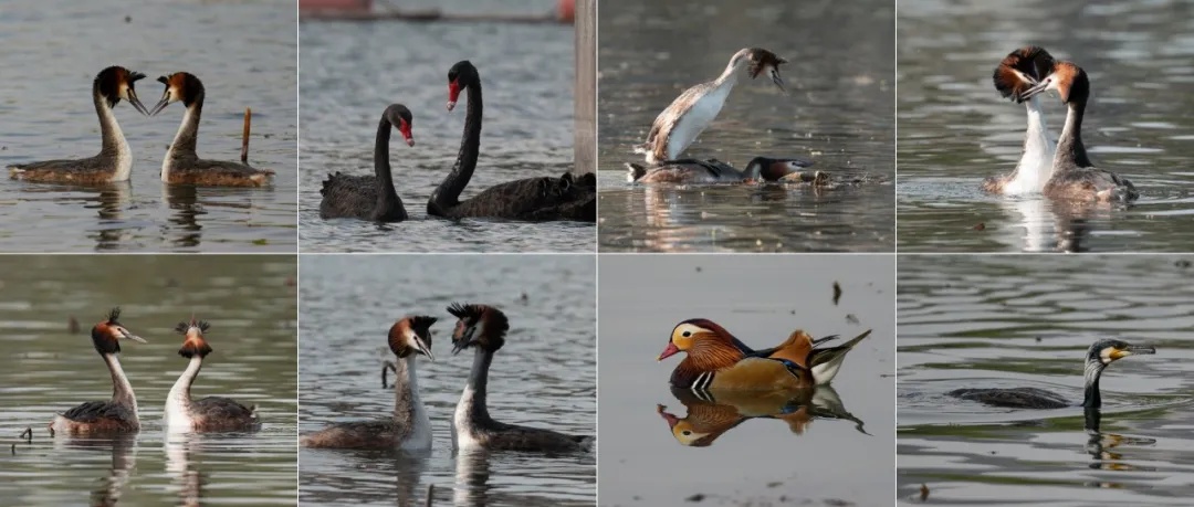 什么?!全国都在喊李现“打鸟”…… 什么?!全国都在喊李现“打鸟”……