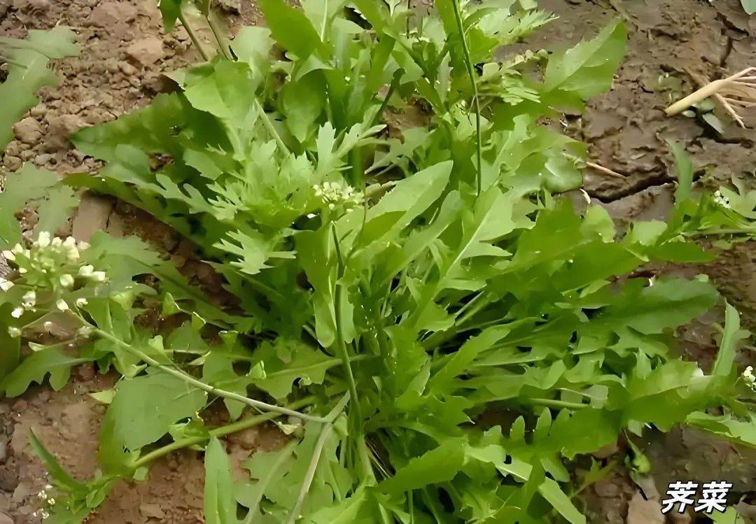 不要贸然采摘食用野菜！南昌疾控发布提醒
