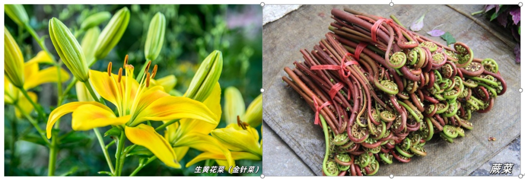 不要贸然采摘食用野菜！南昌疾控发布提醒