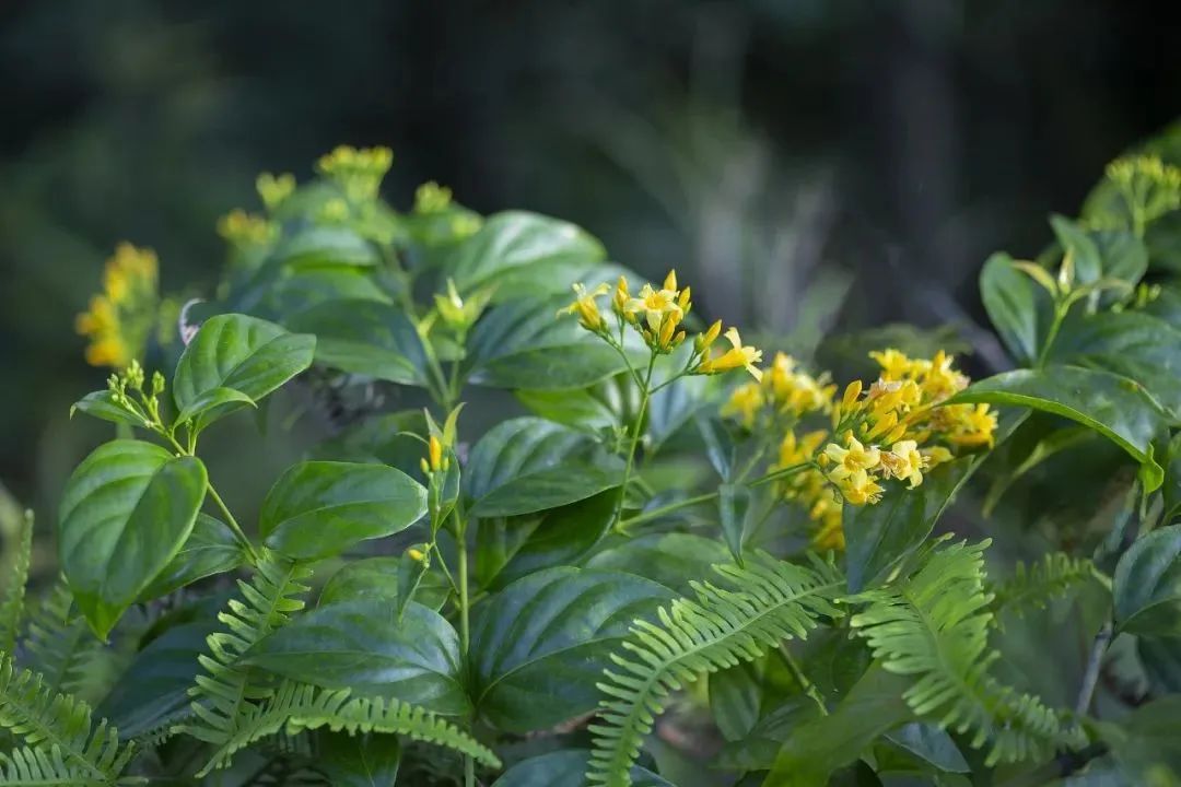 一家6口全中毒，2人进ICU抢救！警惕又是它！