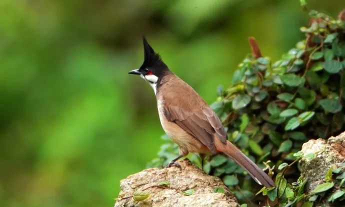 演员“打鸟”被点名！多地文旅喊话→