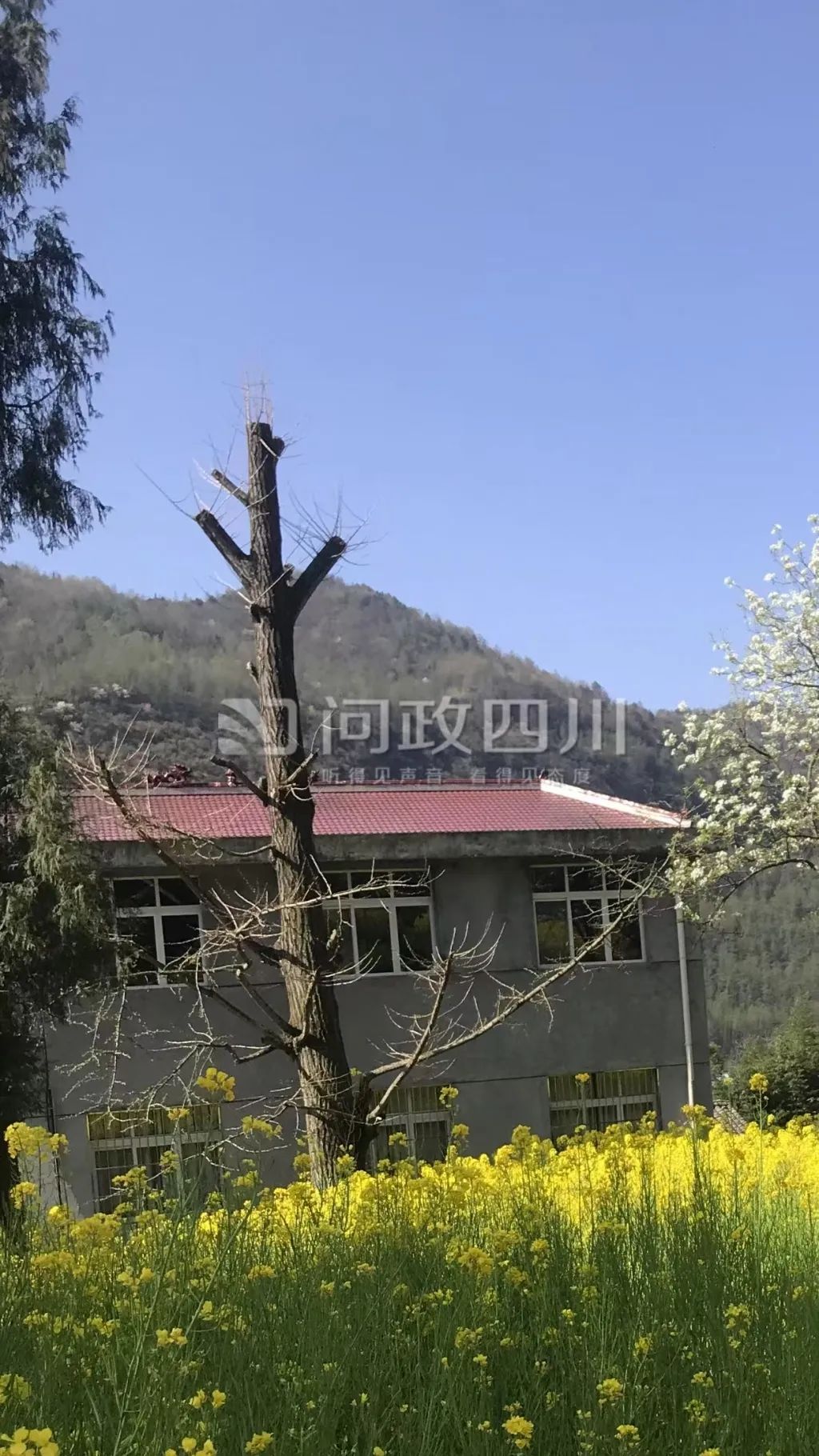 250年古树被砍成“秃头”？当地已立案调查