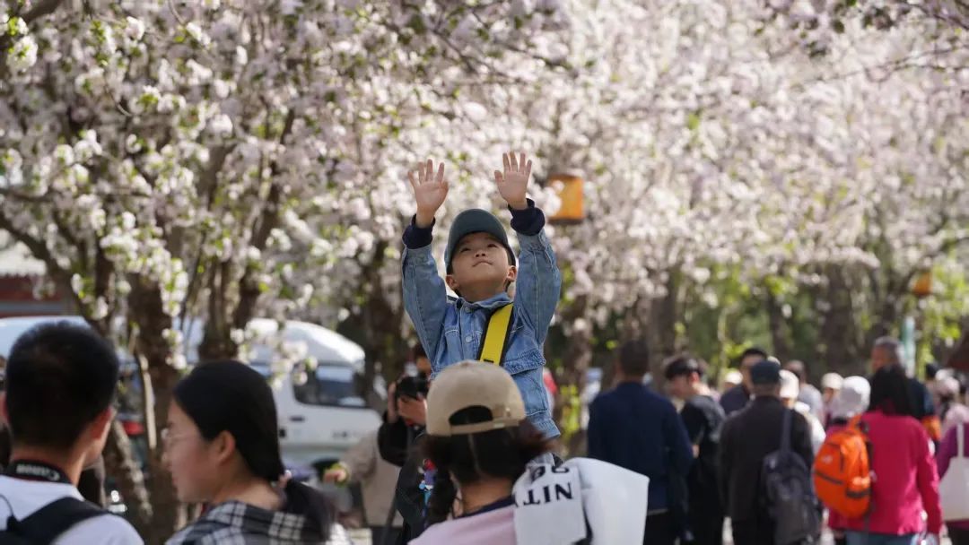 清明假期北京接待959.3万人次！TOP10景区出炉——