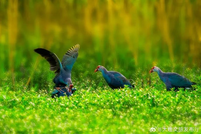 演员“打鸟”被点名！多地文旅喊话→