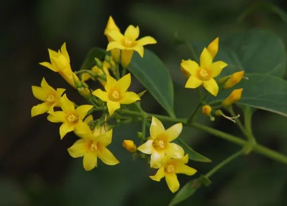 一家6口全中毒，2人进ICU抢救！警惕又是它！