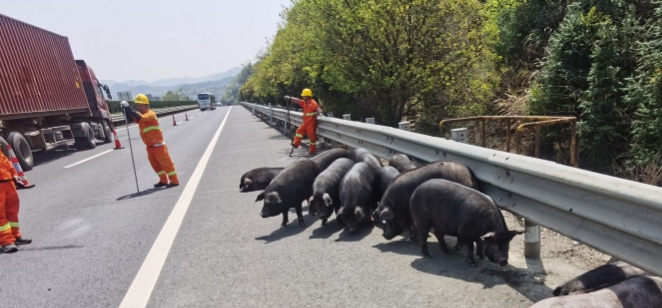 杭州高速小货车爆胎失控,被甩出15头...... 杭州高速小货车爆胎失控,被甩出15头......
